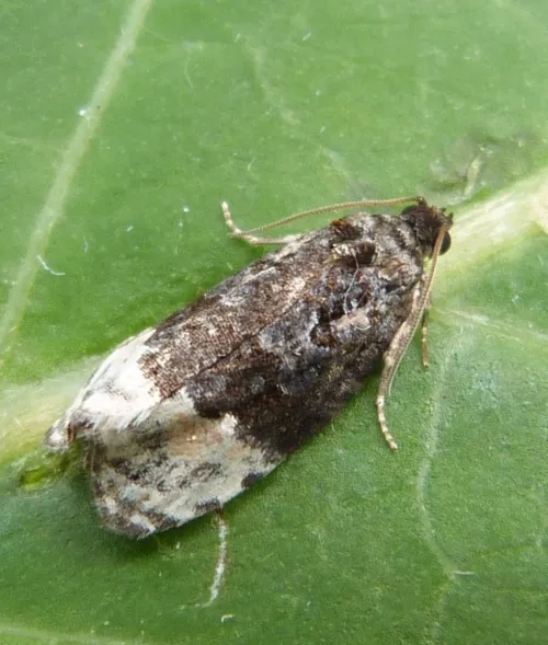 Apotomis betuletana