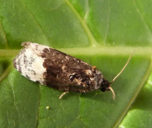 Apotomis betuletana - photo 3