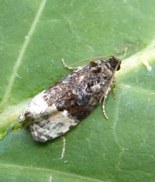Apotomis betuletana - photo 4
