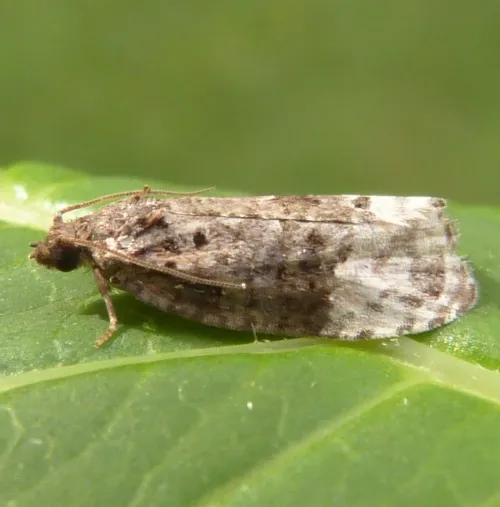 Apotomis betuletana - photo 5
