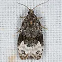 Sallow Apotomis Moth - Hodges#2753