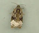 Sallow Apotomis Moth - Hodges#2753 - photo 2