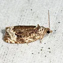 Sallow Apotomis Moth - Hodges#2753 - photo 4