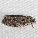 Deceptive Apotomis - Hodges#2765