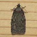 Deceptive Apotomis - Hodges#2765 - photo 4