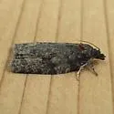 Deceptive Apotomis - Hodges#2765 - photo 5
