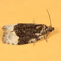 Funereal Apotomis - Hodges#2755 - photo 2