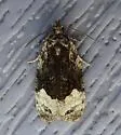 Funereal Apotomis - Hodges#2755 - photo 3