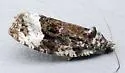 Funereal Apotomis - Hodges#2755 - photo 4