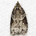 Apotomis infida - Hodges#2767