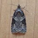 Apotomis infida - Hodges#2767 - photo 2