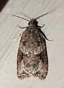 Apotomis infida - Hodges#2767 - photo 4