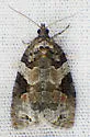Apotomis infida - Hodges#2767 - photo 5