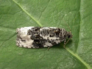 Apotomis turbidana