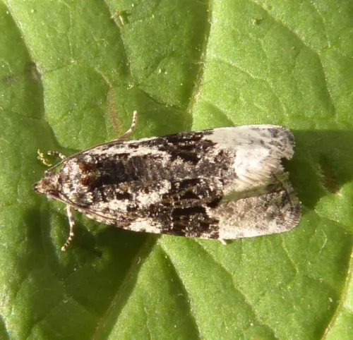 Apotomis turbidana - photo 2