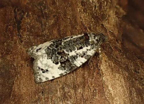 Apotomis turbidana - photo 3
