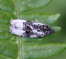 Apotomis turbidana - photo 4
