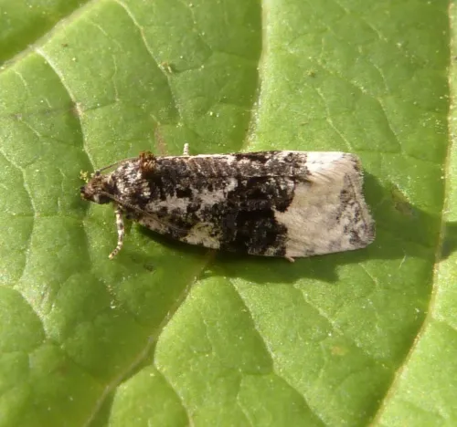 Apotomis turbidana - photo 5