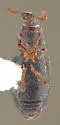 Apotrepus densicollis - photo 2