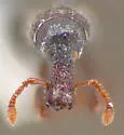 Apotrepus densicollis - photo 4