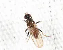 Apotropina itascae