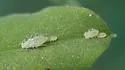 Black Locust Aphid - Appendiseta robiniae