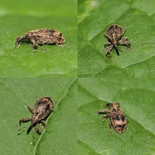 Apple Blossom Weevil - photo 2