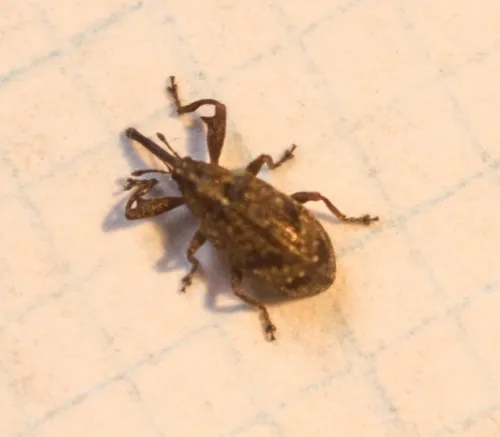 Apple Blossom Weevil - photo 3
