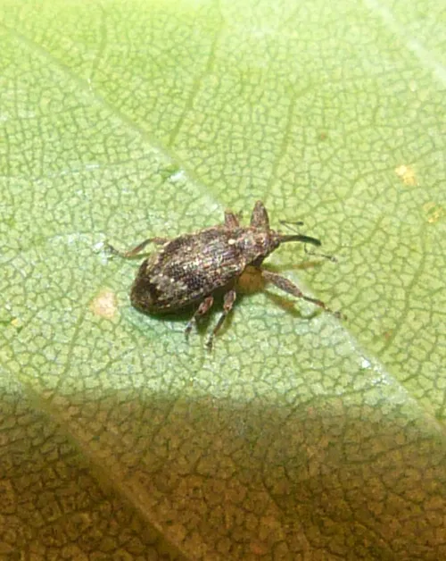 Apple Blossom Weevil - photo 4