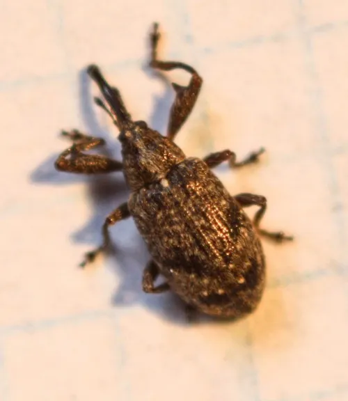 Apple Blossom Weevil - photo 5