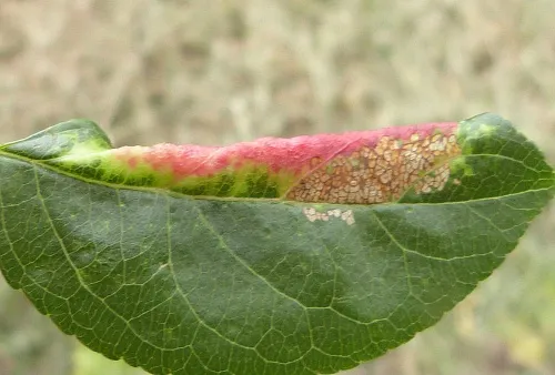 Apple Blossom Weevil - photo 6