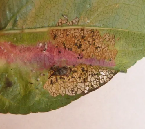 Apple Blossom Weevil - photo 7