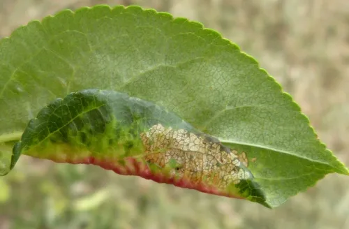 Apple Blossom Weevil - photo 8
