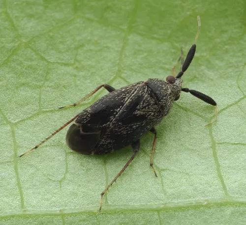 Apple Brown Bug