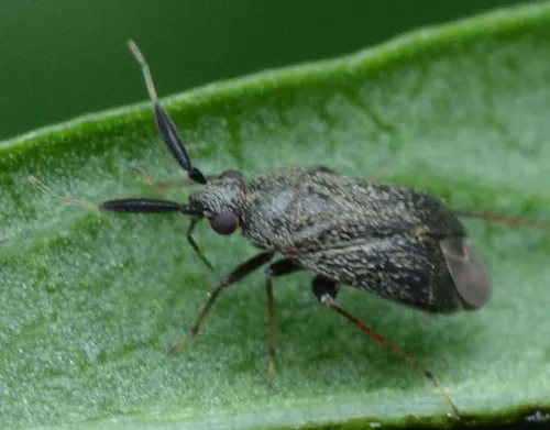 Apple Brown Bug - photo 2
