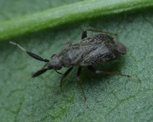 Apple Brown Bug - photo 4