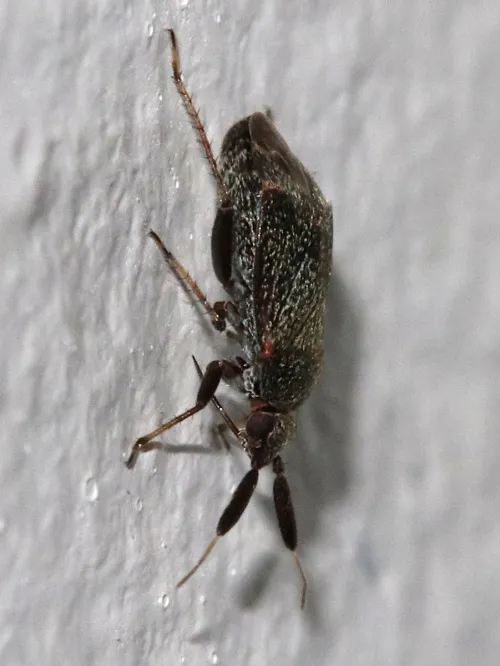 Apple Brown Bug - photo 5