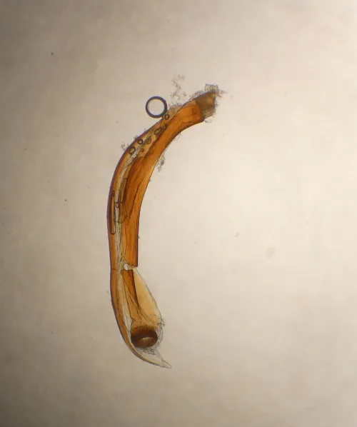 Apple Brown Bug - photo 6