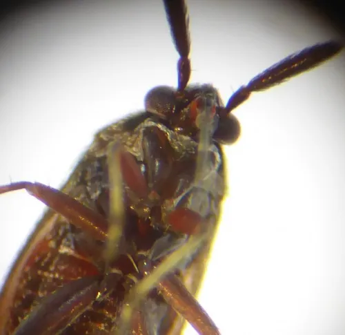 Apple Brown Bug - photo 7
