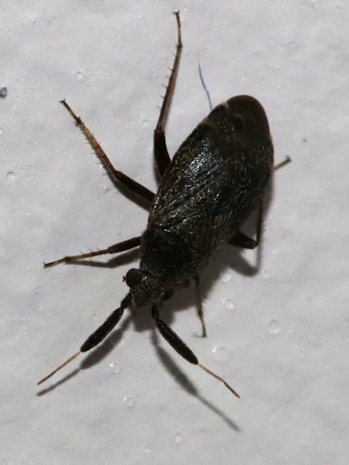 Apple Brown Bug - photo 8
