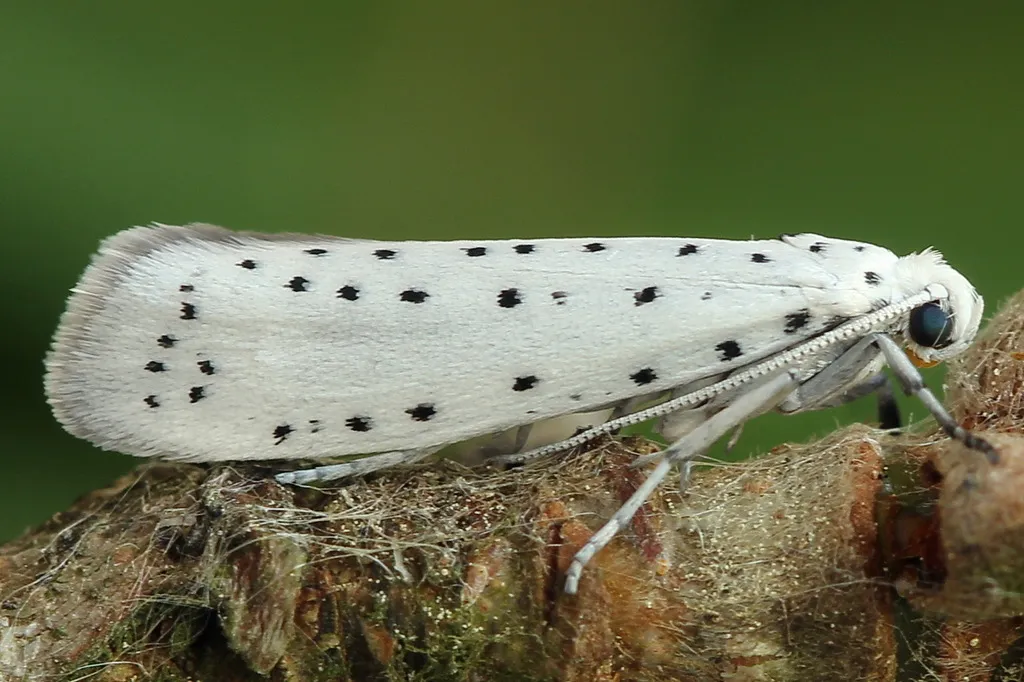 Apple Ermine - photo 2