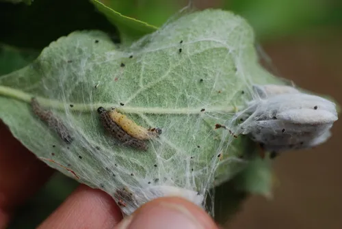 Apple Ermine - photo 4