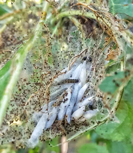 Apple Ermine - photo 6