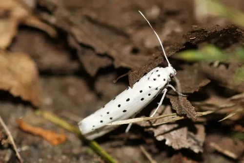 Apple Ermine - photo 7
