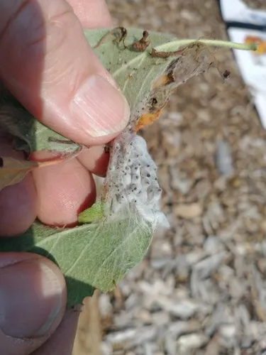 Apple Ermine - photo 8
