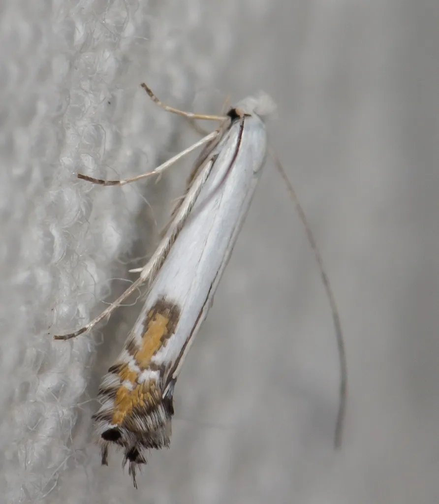 Apple Leaf Miner - photo 2