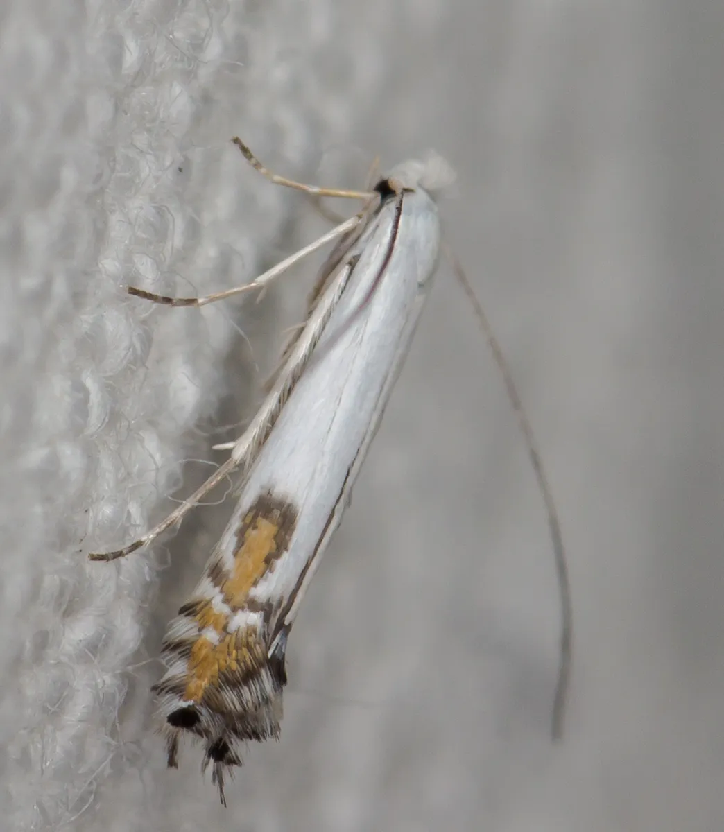 Apple Leaf Miner - photo 3