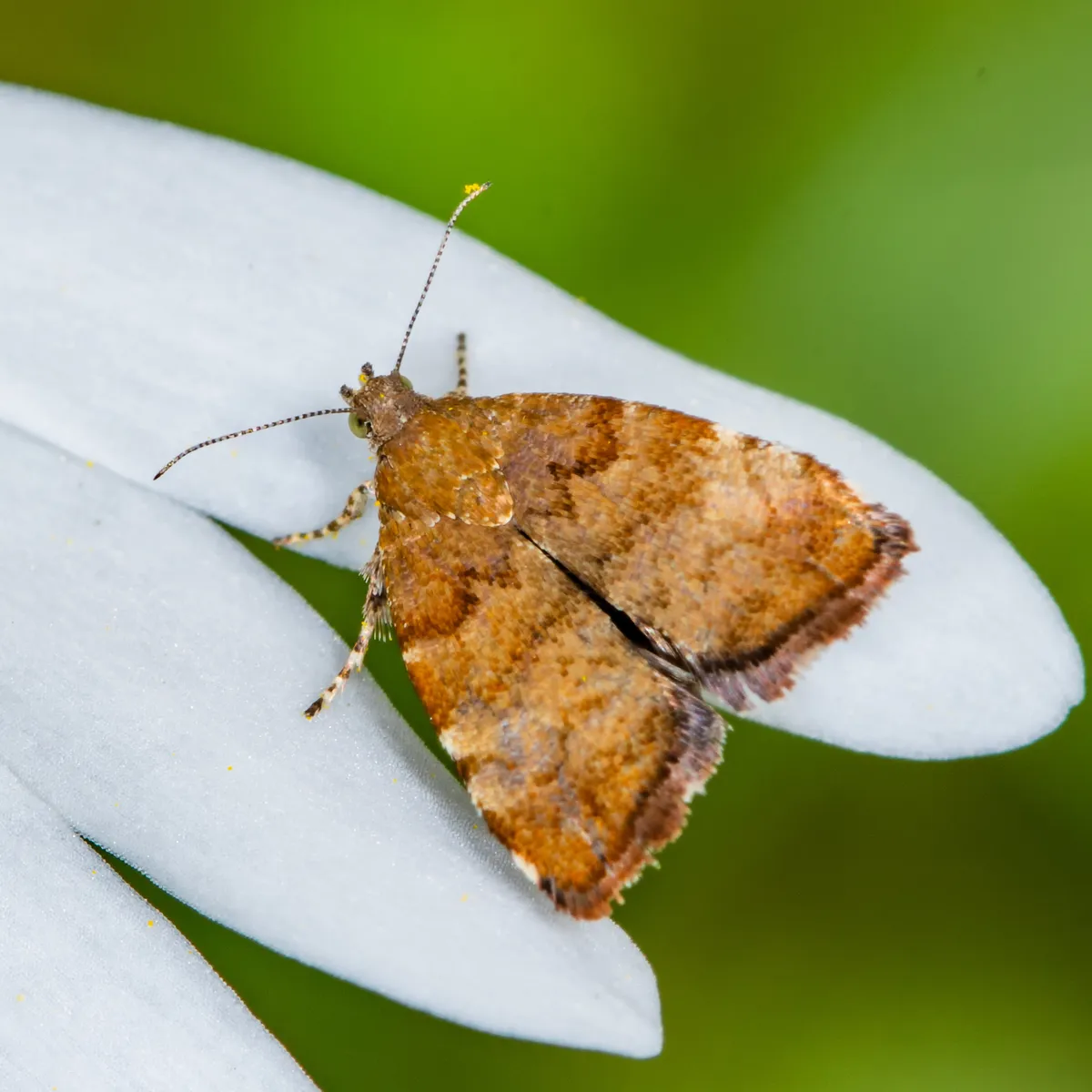 Apple Leaf Skeletonizer - photo 2
