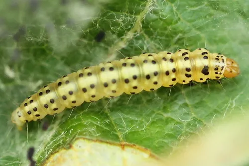 Apple Leaf Skeletonizer - photo 3