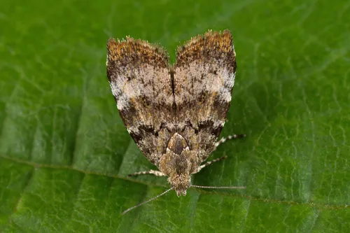Apple Leaf Skeletonizer - photo 4
